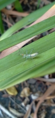 Zelus renardii