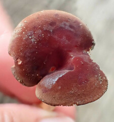 Phylloporus leucomycelinus