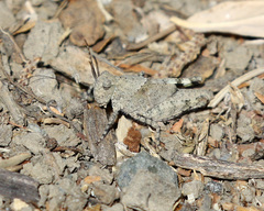 Trimerotropis pallidipennis