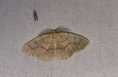 Lambdina fiscellaria