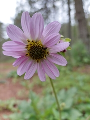 Iostephane heterophylla