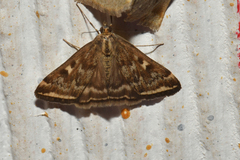 Loxostege munroealis