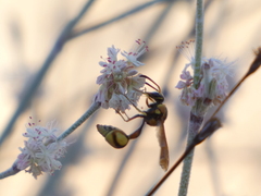 Eumenes bollii