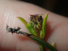 Opercularia vaginata