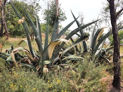 Agave