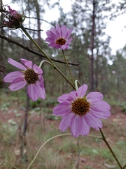 Iostephane heterophylla