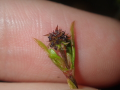 Opercularia vaginata