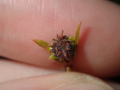 Opercularia vaginata