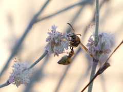 Eumenes bollii