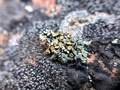 Rhizoplaca chrysoleuca