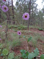 Iostephane heterophylla