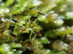 Calyptrochaeta flexicollis