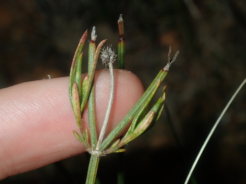 Image of Opercularia vaginata by (c) Thomas Mesaglio, some rights reserved (CC BY)