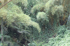 Bambusoideae
