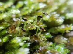 Calyptrochaeta flexicollis