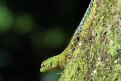 Sceloporus malachiticus