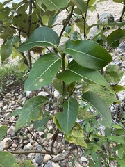 Populus trichocarpa