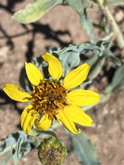 Helianthus ciliaris