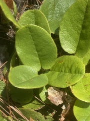 Epigaea repens