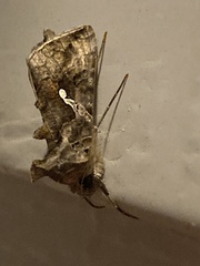 Autographa precationis