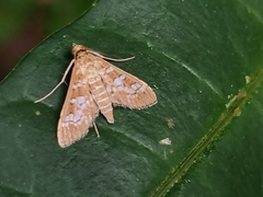 Sameodes cancellalis