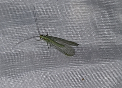 Chrysopa coloradensis