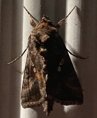 Autographa precationis