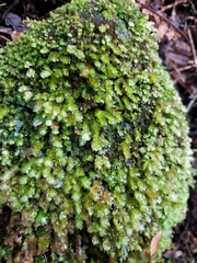 Calyptrochaeta flexicollis