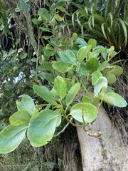 Griselinia lucida