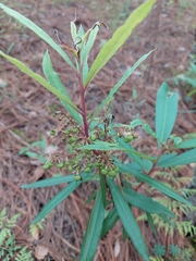 Comarostaphylis glaucescens