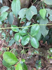 Ilex maximowicziana