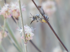 Anthophora