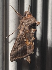 Autographa precationis