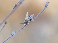 Anthophora