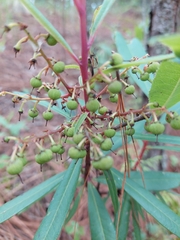 Comarostaphylis glaucescens