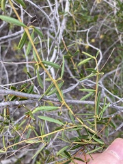 Labichea cassioides