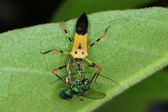 Armillatus