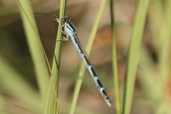 Enallagma carunculatum