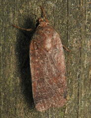 Abagrotis