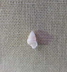 Leiopyrga lineolaris