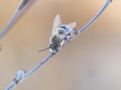 Anthophora