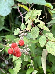 Rubus incanus