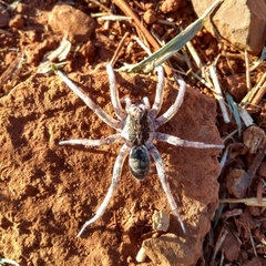 Pavocosa