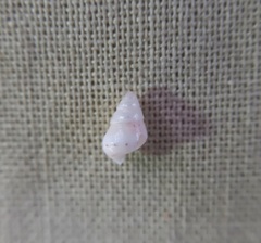 Leiopyrga lineolaris