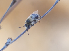 Anthophora