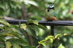 Eumomota superciliosa