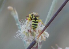 Philanthus multimaculatus