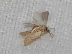 Acentria ephemerella