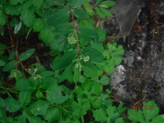 Euphorbia hypericifolia