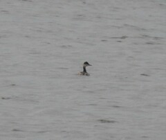 Podiceps nigricollis